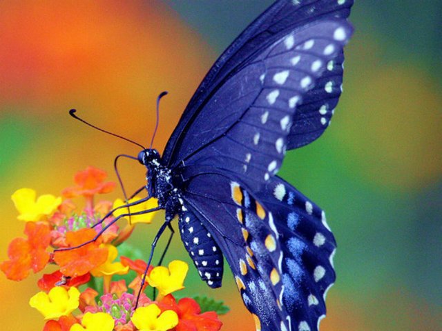 Все о бабочках в Россоши | ЗооТом портал о животных