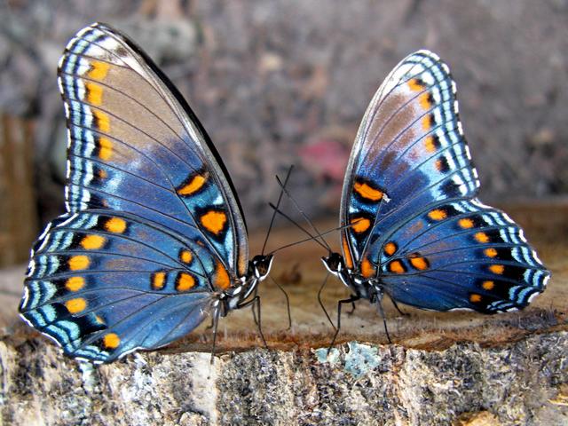Все о бабочках в Россоши | ЗооТом портал о животных