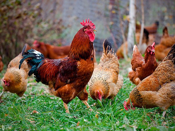 Породы куриц | ЗооТом - продажа, вязка и услуги для животных в Россоши