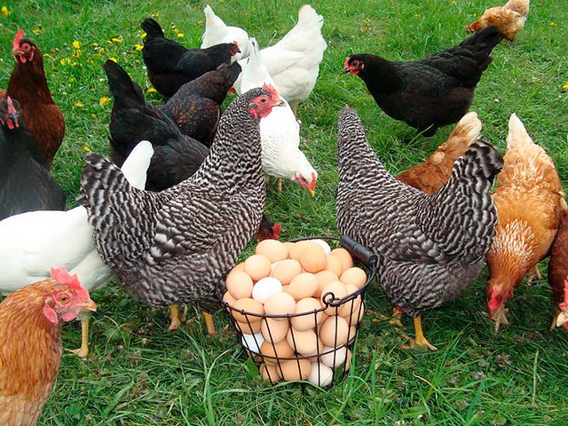 Содержание кур и уход за ними | ЗооТом - продажа, вязка и услуги для животных в Россоши