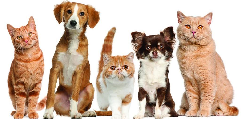 Доска объявлений о животных | ЗооТом - продажа, вязка и услуги для животных в Россоши