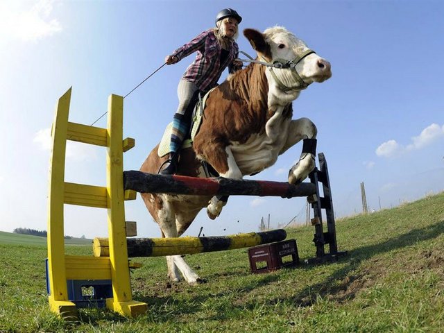 Статьи о коровах в Россоши | ЗооТом портал о животных