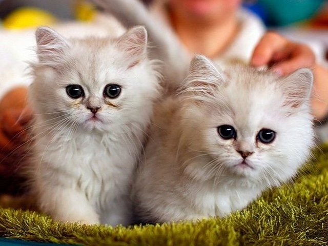 Породы кошек в Россоши | ЗооТом портал о животных
