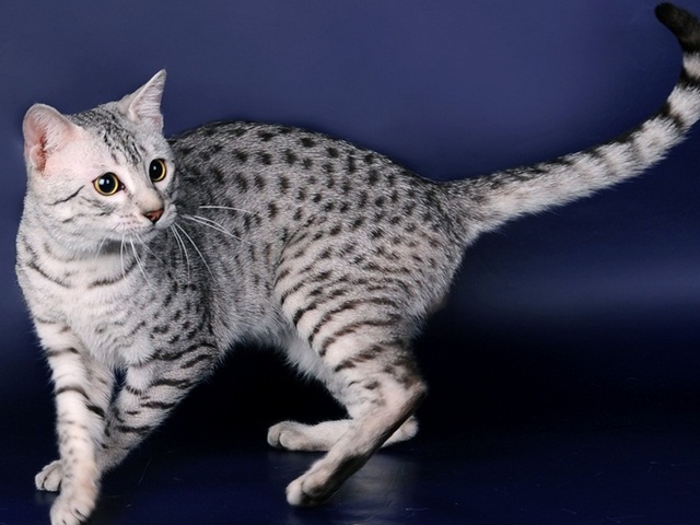 Породы кошек в Россоши | ЗооТом портал о животных