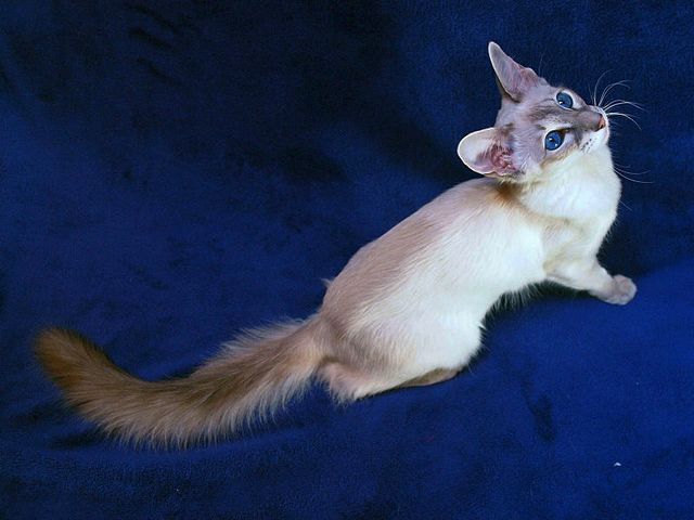 Выведенные породы кошек в Россоши | ЗооТом портал о животных