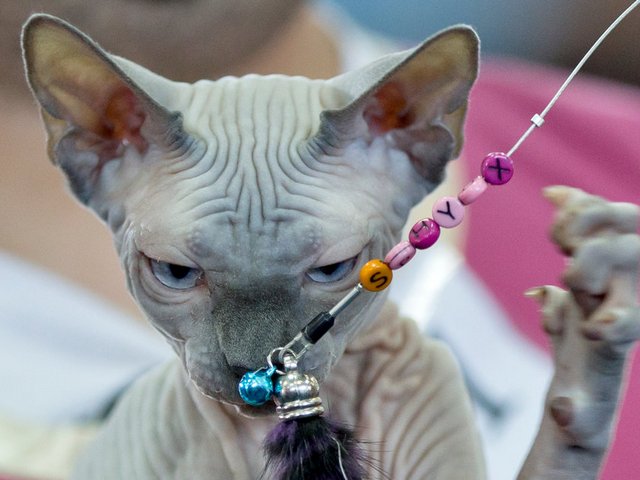 Выставки кошек в Россоши | ЗооТом портал о животных
