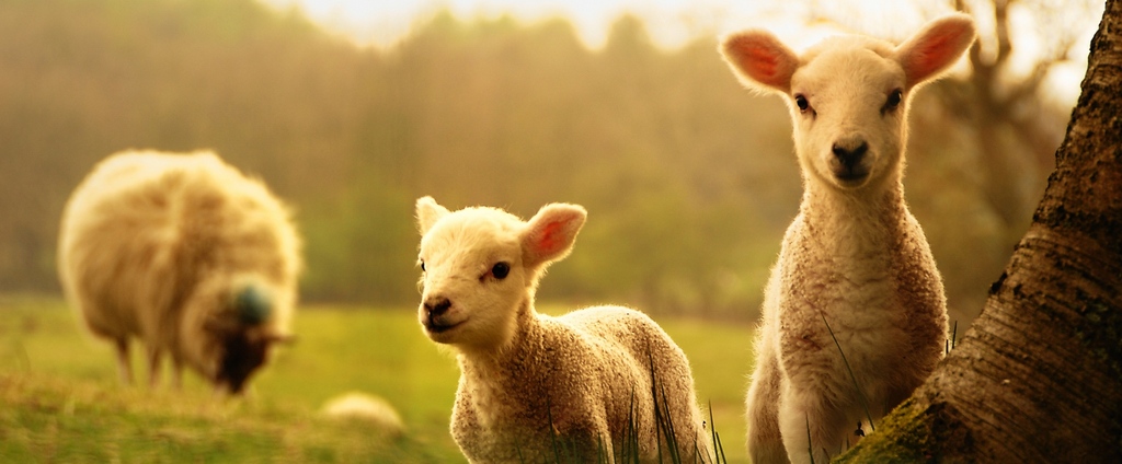 Объявления о сельскохозяйственных животных | ЗооТом - продажа, вязка и услуги для животных в Россоши