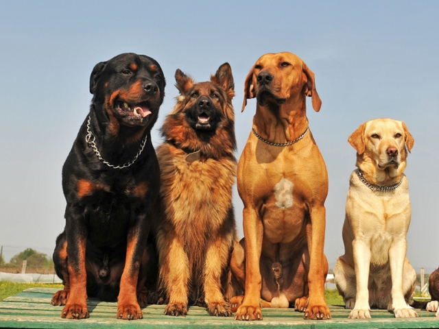 Крупные породы собак в Россоши | ЗооТом портал о животных