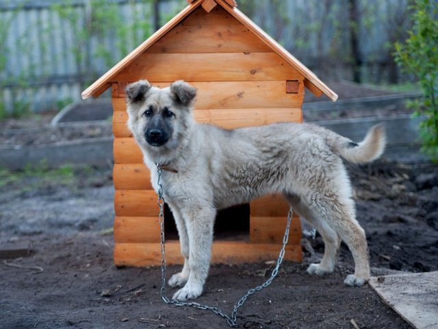 Все о собаках в Россоши Все о собаках в Россоши